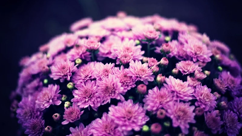 Chrysanthemums Flowers Bouquet 4K HD Flowers Wallpaper