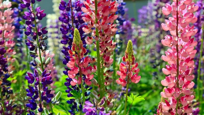 Clorful Lupines Flower Flowerbed Bright Different Sunny HD Flowers Wallpaper