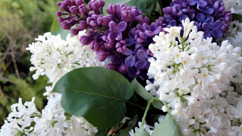 Closeup Lilac Flowering Branches Spring Flower HD Flowers Wallpaper