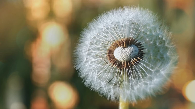 Closeup View Of Dandelion In Bokeh Background HD Nature Wallpaper