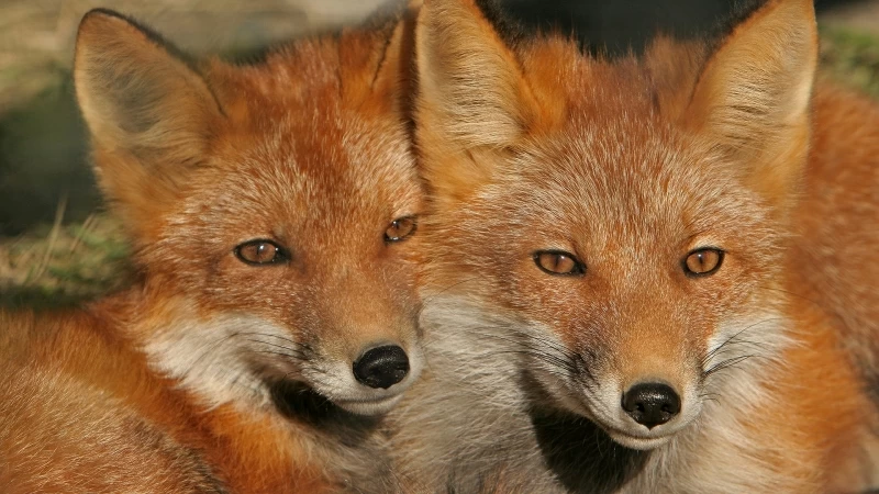 Closeup View Of Two Brown Foxes HD Fox Wallpaper