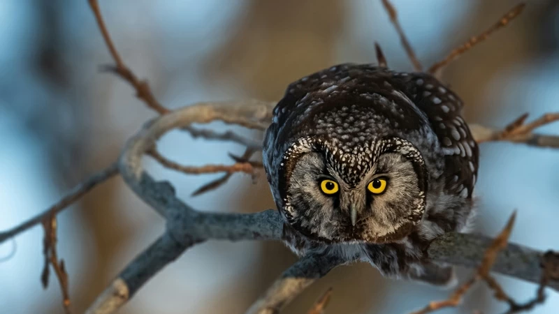 Closeup View Of Yellow Eyes Black Owl HD Owl Wallpaper