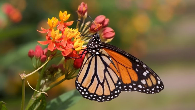 Colorful Butterfly On Red Yellow Flowers In Blur Background 4K HD Butterfly Wallpaper