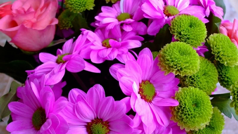 Colorful Chrysanthemums Roses Flowers HD Flowers Wallpaper