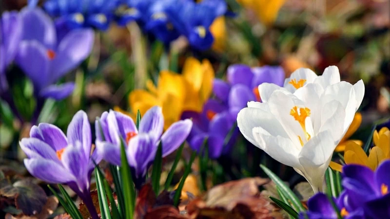 Colorful Flowers Snowdrops Plant Bloom HD Flowers Wallpaper