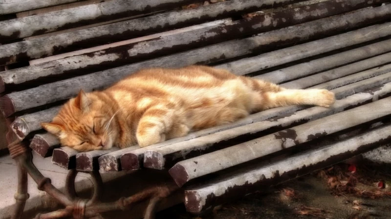 Cute Cat Is Sleeping On Wood Bench HD Cat Wallpaper