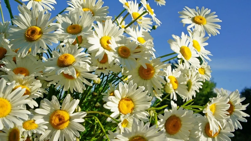 Daisies Flower Under Blue Sky 4K HD Flowers Wallpaper