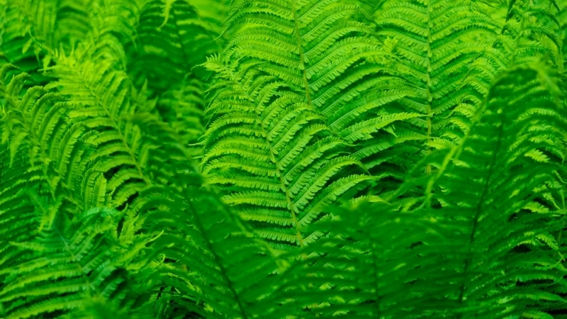 Fern Greenery Leaves HD Nature Wallpaper