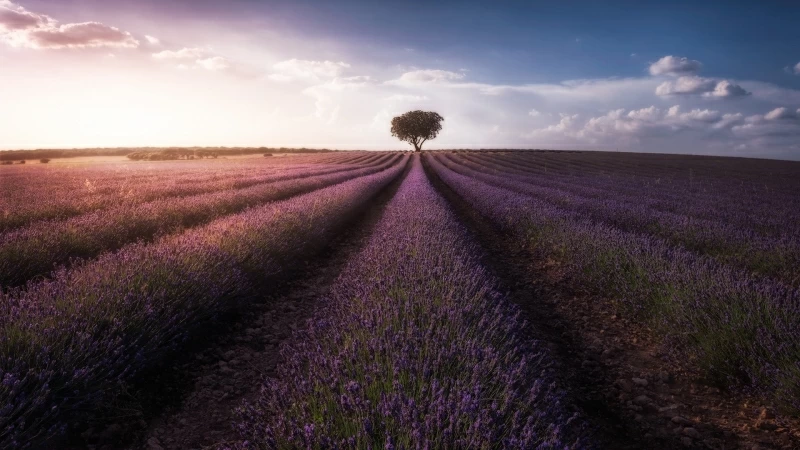 Field Lavender Nature Purple Flower Sky Tree HD Nature Wallpaper