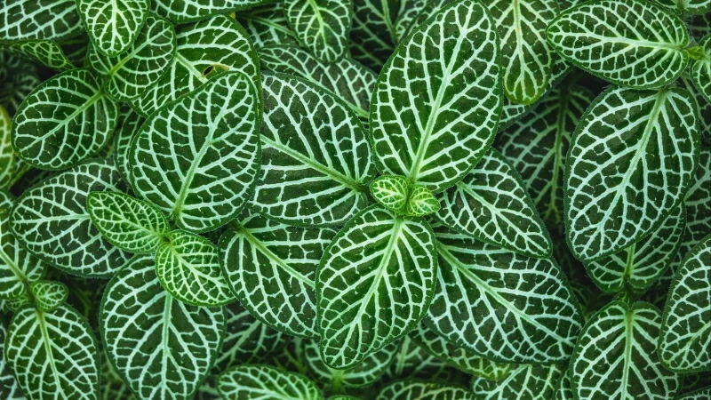 Fittonia Plant Leaves HD Nature Wallpaper