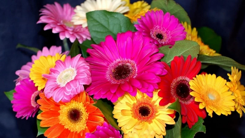 Gerbera Flower Bouquet Bright Colorful Floral HD Flowers Wallpaper