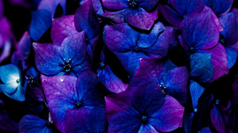 Hydrangea Flowers Inflorescence HD Flowers Wallpaper