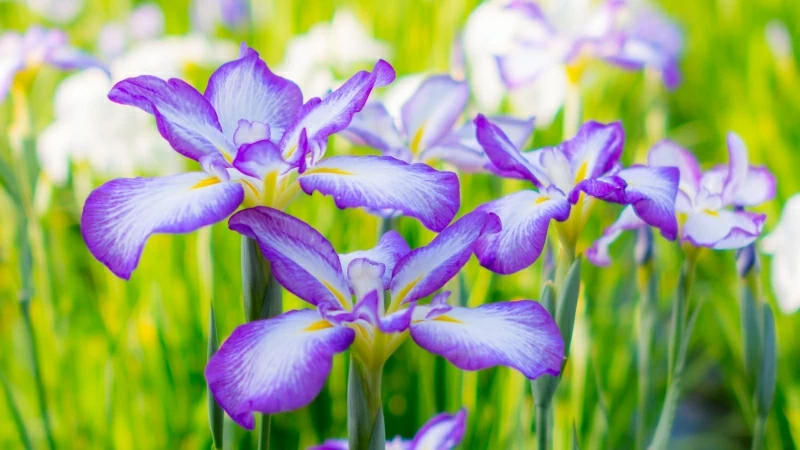 Irises Summer Flowerbed 4K HD Flowers Wallpaper