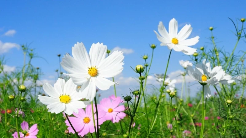 Kosmeya Flowers Fields Green Under Blue Sky HD Flowers Wallpaper