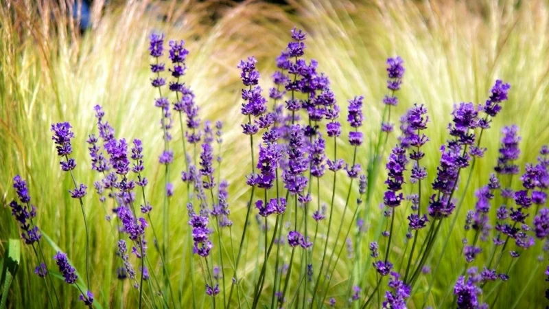 Lavender Field Blur Sharpen HD Flowers Wallpaper