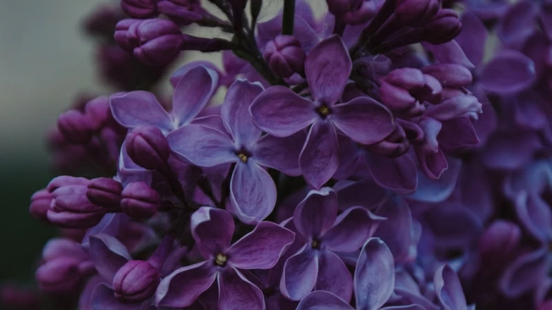 Lilac Inflorescences Flowers Floral 4K HD Flowers Wallpaper