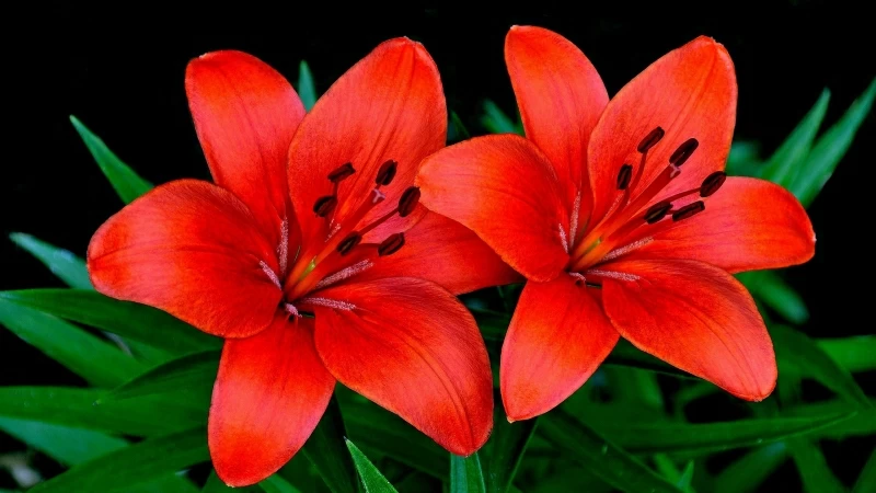 Lilies Flowers Couple Petals HD Flowers Wallpaper