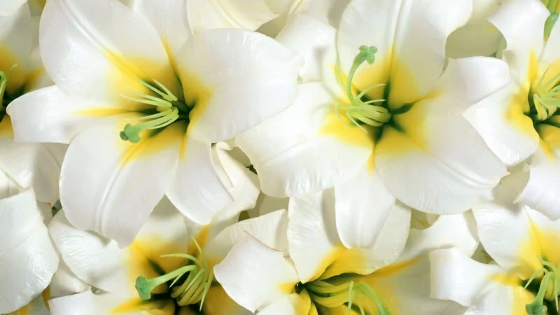 Lilies Flowers White Stamens Closeup HD Flowers Wallpaper