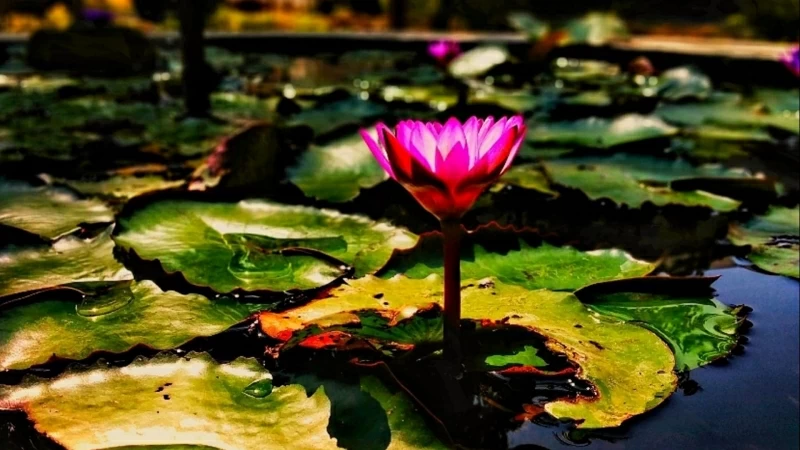 Lotus Water Lily Flower HD Flowers Wallpaper