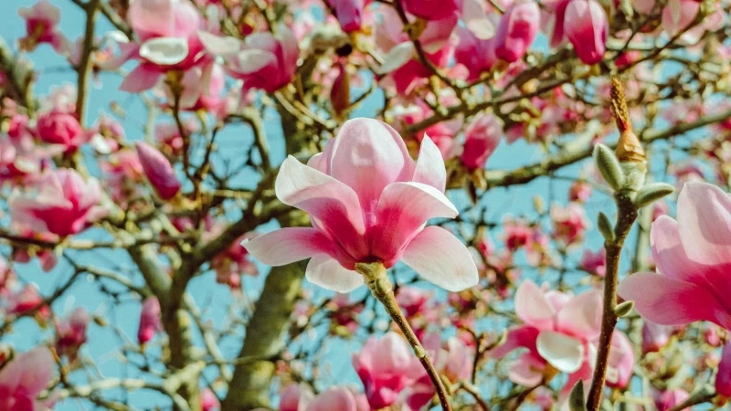 Magnolia Flowers Pink Floral 4K HD Flowers Wallpaper