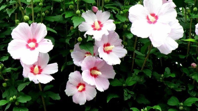 Mallow Flowers Flowing High Stems Floral HD Flowers Wallpaper