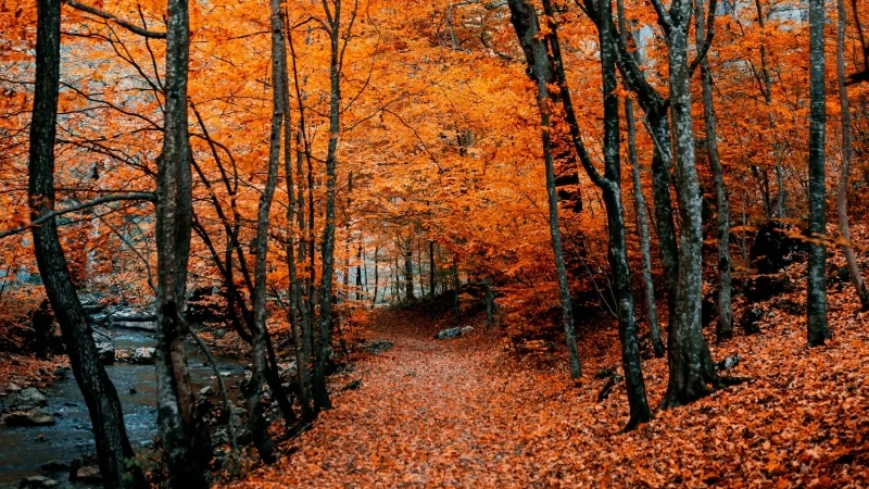 Orange Leaves Autumn Path Foliage 4K HD Nature Wallpaper