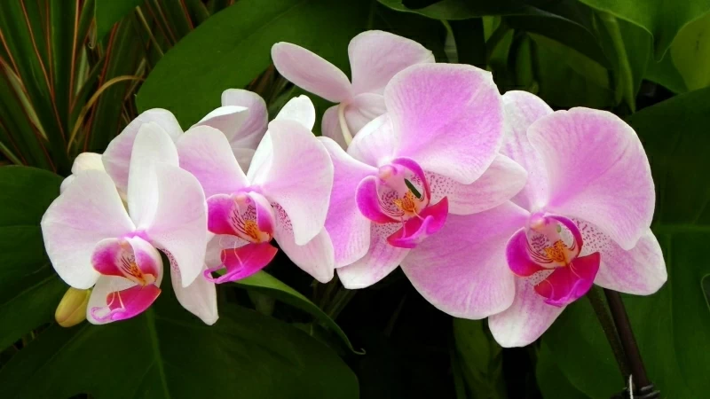 Orchid Branch Green Closeup Floral HD Flowers Wallpaper