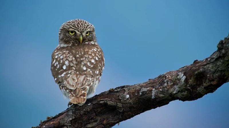 Owl Is Standing On Tree Branch In Blue Sky Background HD Owl Wallpaper