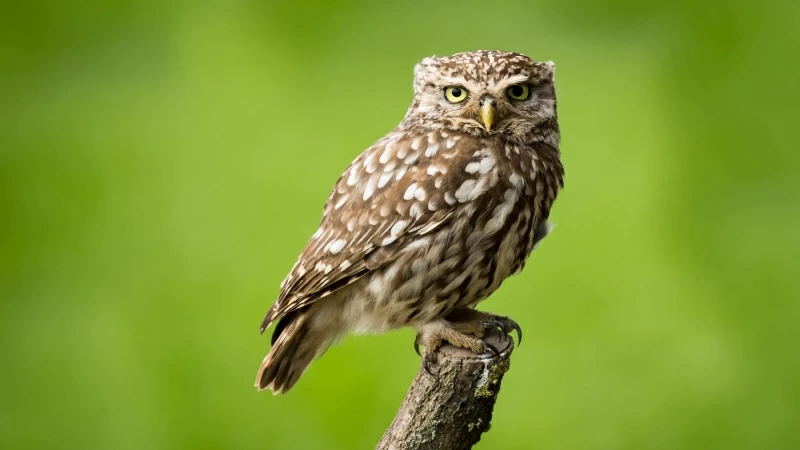 Owl Is Standing On Tree Trunk In Green Background HD Owl Wallpaper