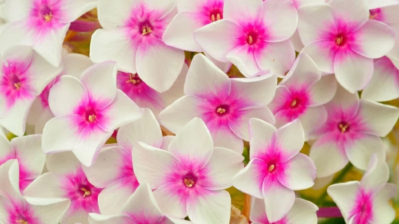 Phlox Flowers Petals Pink HD Flowers Wallpaper