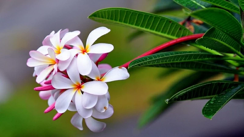 Plumeria Exotic Drop Freshness Sharpness HD Flowers Wallpaper