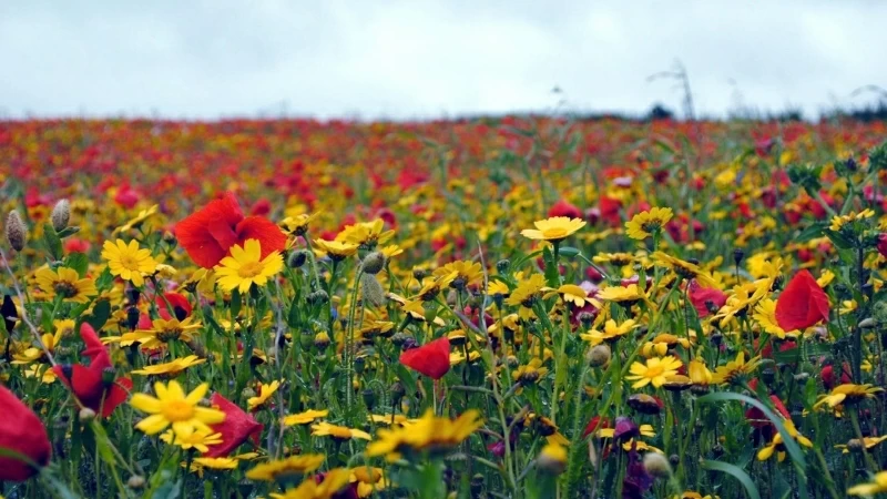 Poppies Flowers Field Summer HD Flowers Wallpaper