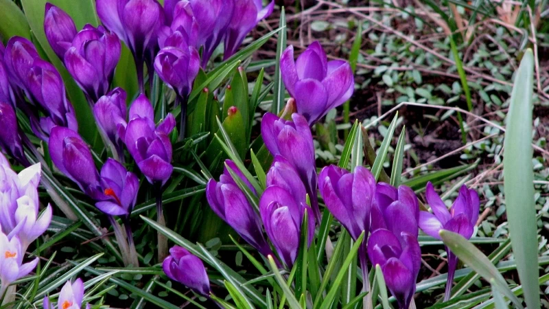 Purple Snowdrops Spring Grass HD Flowers Wallpaper