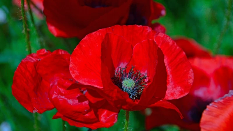 Red Poppies Flowers Floral In Green Background 4K HD Flowers Wallpaper