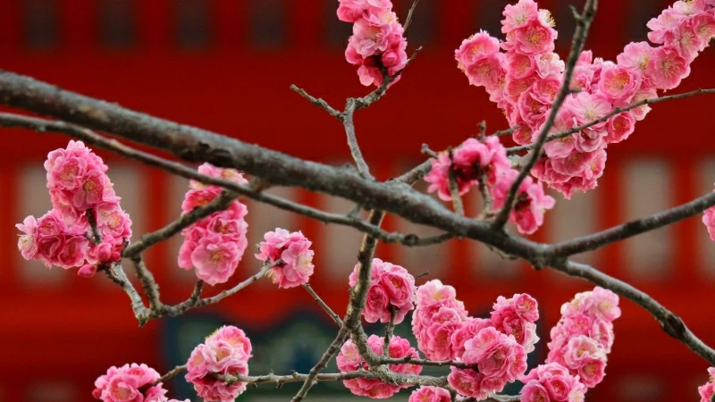 Sakura Flowers Bloom HD Flowers Wallpaper