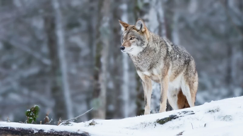 Siberian Husky Dog In Blur Winter Forest Background HD Dog Wallpaper