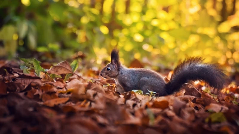 Squirrel On Dry Leaves In Blur Green Bokeh Background HD Squirrel Wallpaper