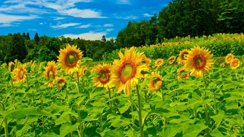 Sunflowers Field Under Sky In Trees Background Floral HD Flowers Wallpaper