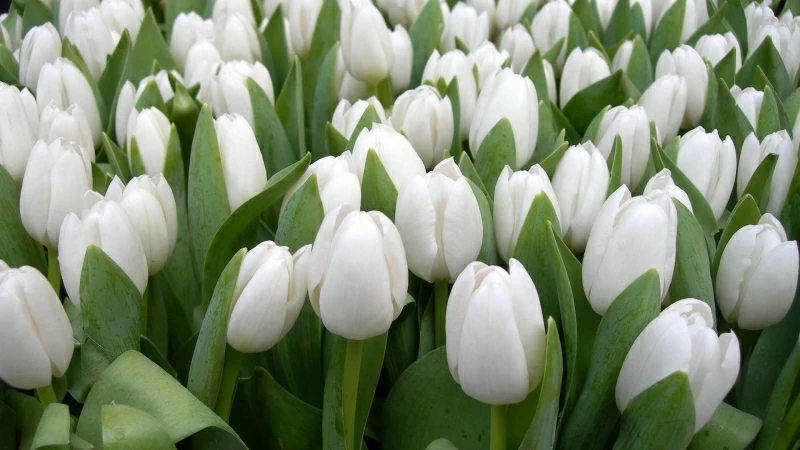 Tulips Flowers White Spring Beauty Herbs Floral HD Flowers Wallpaper