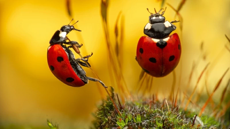 Two Red Black Ladybugs In Yellow Background On Small Dry Plants HD Animals Wallpaper