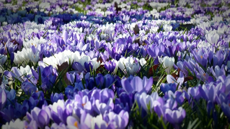 Violet White Crocus Garden Flowers Field 4K HD Flowers Wallpaper