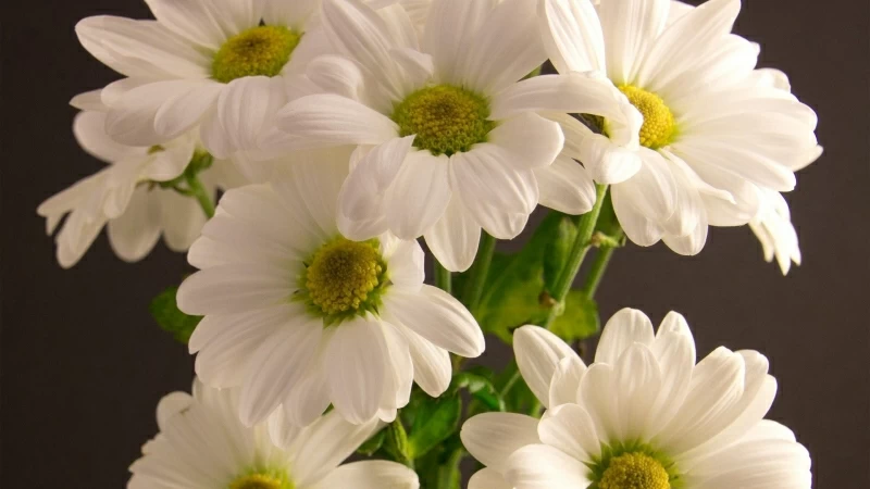 White Bouquet Flowers Petals HD Flowers Wallpaper