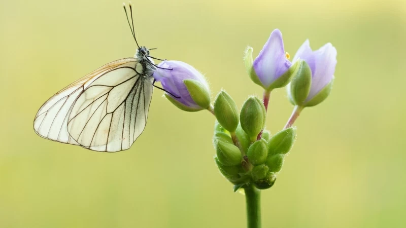 White Butterfly On Purple Flower In Green Background HD Butterfly Wallpaper