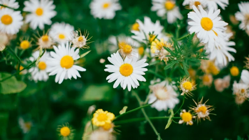 White Chamomile Flowers Bloom 4K HD Flowers Wallpaper