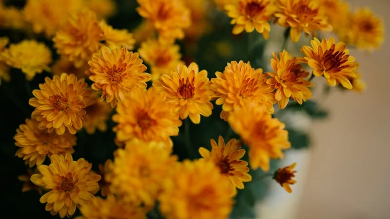 Yellow Chrysanthemum Flowers 4K HD Flowers Wallpaper