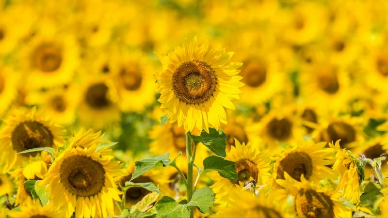 Yellow Sunflowers Field Floral 4K HD Flowers Wallpaper