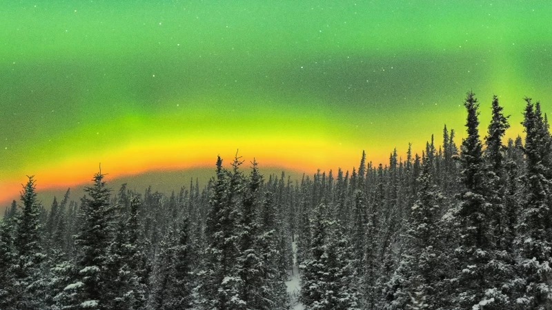 Rare Orange Aurora Above A Snowy Forest 5k Wallpaper