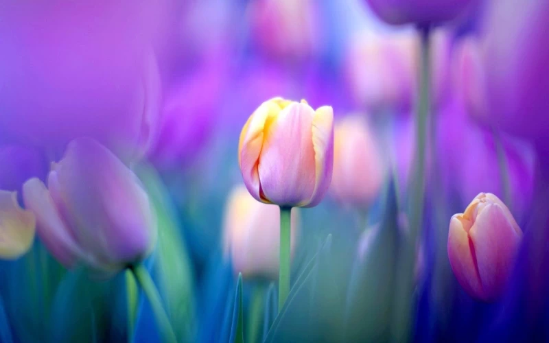 Tulip flowers Wallpapers