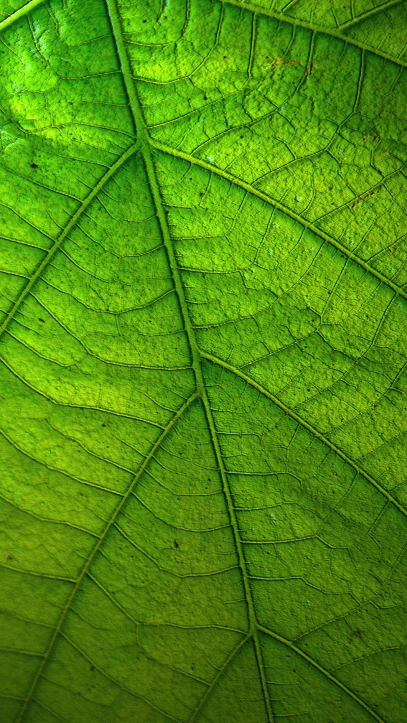 Green Leaves close up phone backgrounds