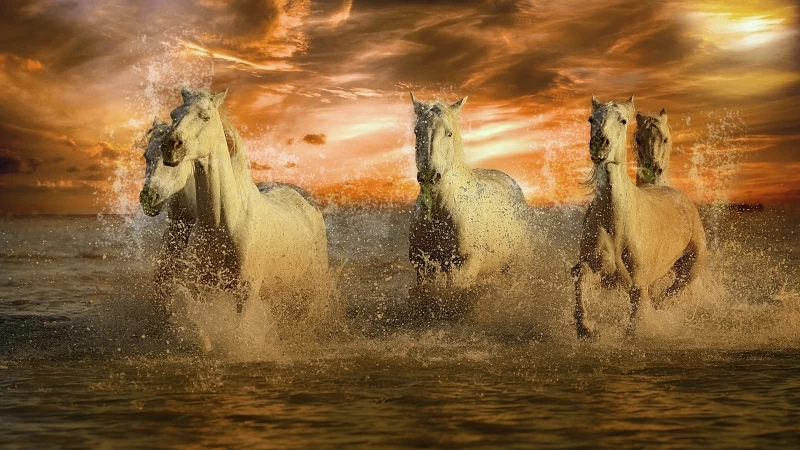 Running White Horses 4K Wallpaper